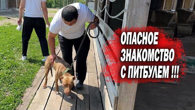 Приехали за злым питбулем глори с казахстана !!! опасное знакомство питбуля с новыми хозяевами... Приехали за злым питбулем глори с казахстана !!! опасное знакомство питбуля с новыми хозяевами...