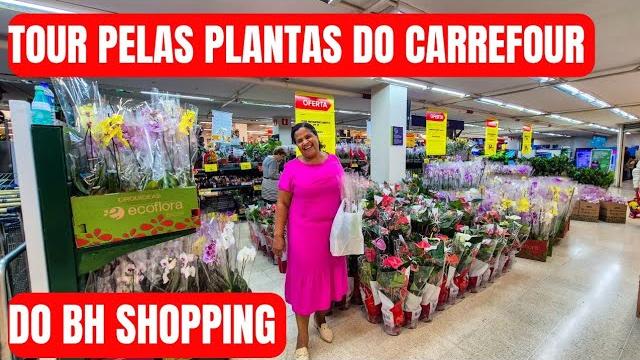 Tour pelas plantas do carrefour do bh shopping: comparando os preços | ficus, orquídeas e mais Tour pelas plantas do carrefour do bh shopping: comparando os preços | ficus, orquídeas e mais