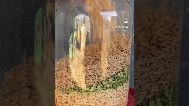 Want darker yolks and creamy egg whites? feed your chickens this! #homestead #youtubeshorts #ferment Want darker yolks and creamy egg whites? feed your chickens this! #homestead #youtubeshorts #ferment