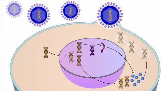The viral life cycle The viral life cycle