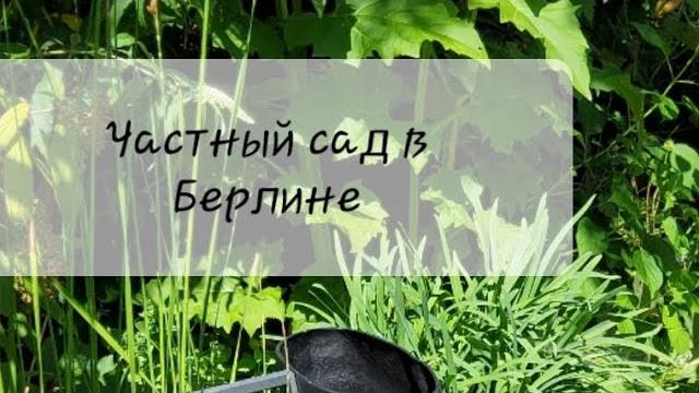Посещаю частный сад в берлине. день открытых дверей. июль 2022. сад заложен ландшафтным архитектором Посещаю частный сад в берлине. день открытых дверей. июль 2022. сад заложен ландшафтным архитектором