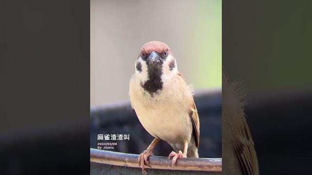 麻雀渣渣叫 ( 2024/05/08) 麻雀渣渣叫 ( 2024/05/08)