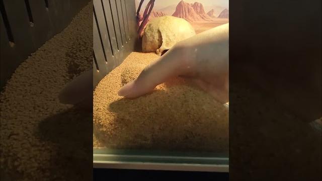 Sandfish skinks super diving Sandfish skinks super diving