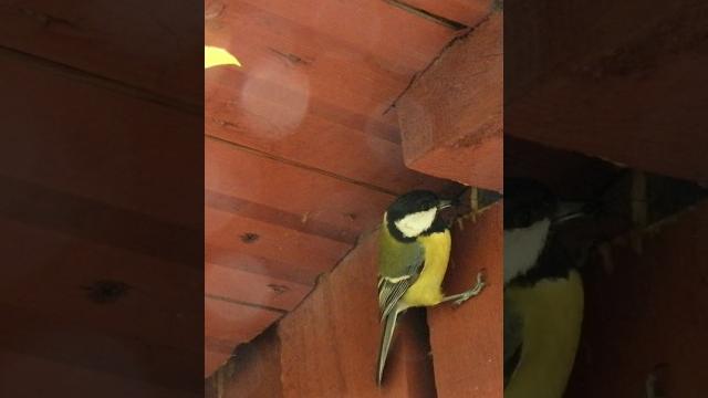 22.05.2025: the great tits at their nest 22.05.2025: the great tits at their nest