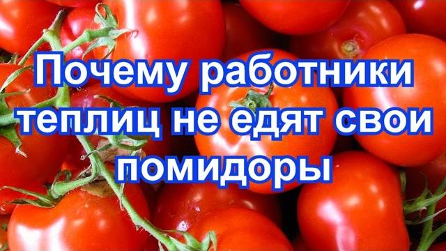 Почему работники теплиц не едят свои помидоры Почему работники теплиц не едят свои помидоры