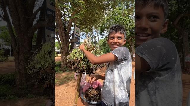 Roadside gal siyambala #shorts #fruit #srilanka #food Roadside gal siyambala #shorts #fruit #srilanka #food
