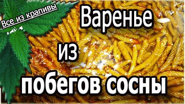 Варенье из побегов сосны. готовим дома. все из крапивы. Варенье из побегов сосны. готовим дома. все из крапивы.