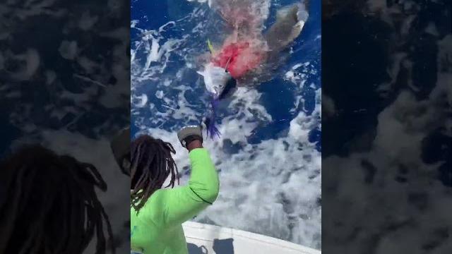 Massive shark attacks Massive shark attacks