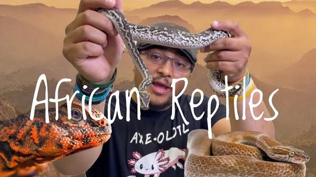 5 great reptile pets from africa! 5 great reptile pets from africa!