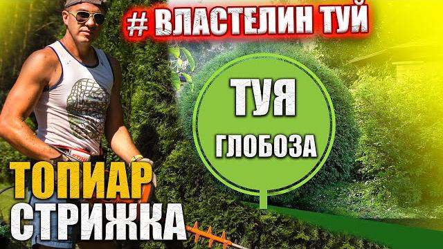 Conifers secret | topiar ball | thuja globosa | tui haircut minsk | @the lord of the conifers Conifers secret | topiar ball | thuja globosa | tui haircut minsk | @the lord of the conifers