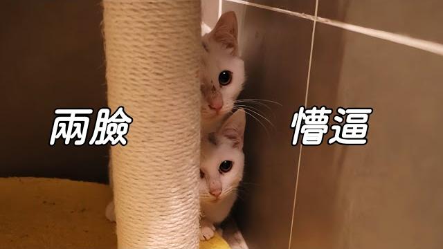 同貓不同命,小浪貓弟弟喜提江西領養,妹妹卻無人問津面臨放歸|李喜猫 同貓不同命,小浪貓弟弟喜提江西領養,妹妹卻無人問津面臨放歸|李喜猫