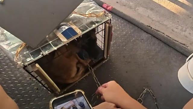 抓到嚕嚕~愛媽安排結紮 幫他找家 20250428 (擼貓、救貓、餵貓、碎碎念喵~汝爸直播應有盡有 抓到嚕嚕~愛媽安排結紮 幫他找家 20250428 (擼貓、救貓、餵貓、碎碎念喵~汝爸直播應有盡有