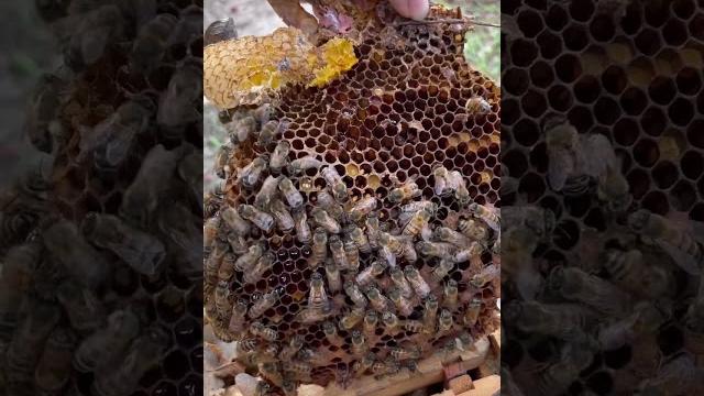Can you find the queen bee? Can you find the queen bee?