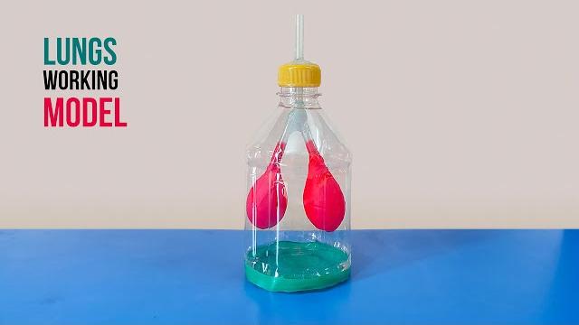 Lungs working model | how to make a model of respiratory system | school science project Lungs working model | how to make a model of respiratory system | school science project