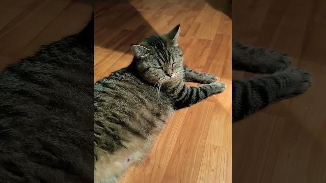 Кошке голову отрезать ??#безкотаижизньнета Кошке голову отрезать ??#безкотаижизньнета