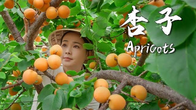 Apricots, the unique sweet and sour taste of summer 【滇西小哥】 Apricots, the unique sweet and sour taste of summer 【滇西小哥】