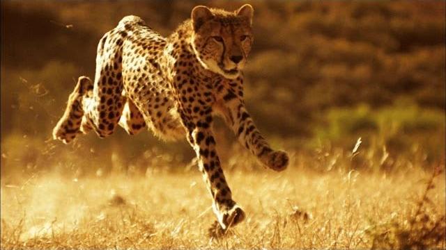 This is why you can't outrun a cheetah | smithsonian channel This is why you can't outrun a cheetah | smithsonian channel