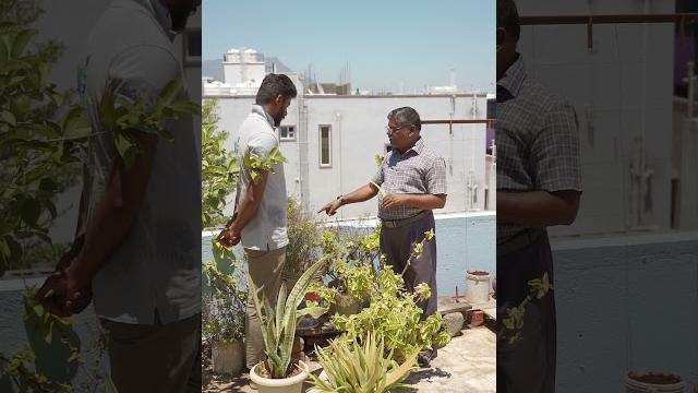 Herbal plants in roof garden Herbal plants in roof garden