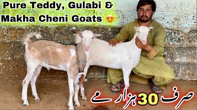 Liyari bakra mandi se bhe sasta janwer || cheapest bakra mandi 2026 || lalukhet bakra mandi Liyari bakra mandi se bhe sasta janwer || cheapest bakra mandi 2026 || lalukhet bakra mandi