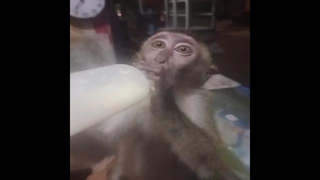 Pamer susu Pamer susu