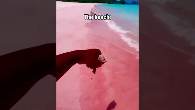 Pink beach, indonesia Pink beach, indonesia