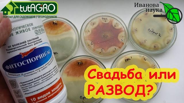 Фитоспорин ас. сенная палочка+триходерма. свадьба или развод? поженили ли двух врагов всех болезней? Фитоспорин ас. сенная палочка+триходерма. свадьба или развод? поженили ли двух врагов всех болезней?