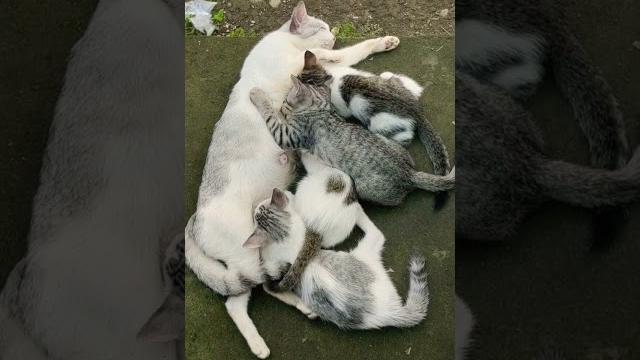 4 cute kitten mimik susu #cat#short#shorts 4 cute kitten mimik susu #cat#short#shorts