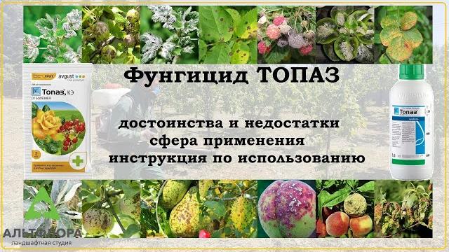 Топаз - хорошее средство от болезней растений Топаз - хорошее средство от болезней растений