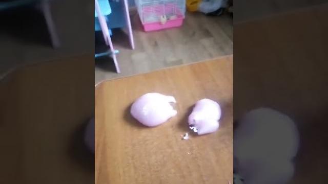 Биба и боба Биба и боба