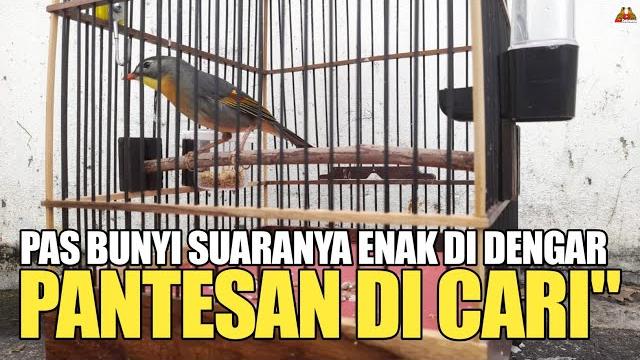 Pantesan banyak yg nyari burung ini ! kalau sudah gacor suaranya mewah ! enak di dengar Pantesan banyak yg nyari burung ini ! kalau sudah gacor suaranya mewah ! enak di dengar