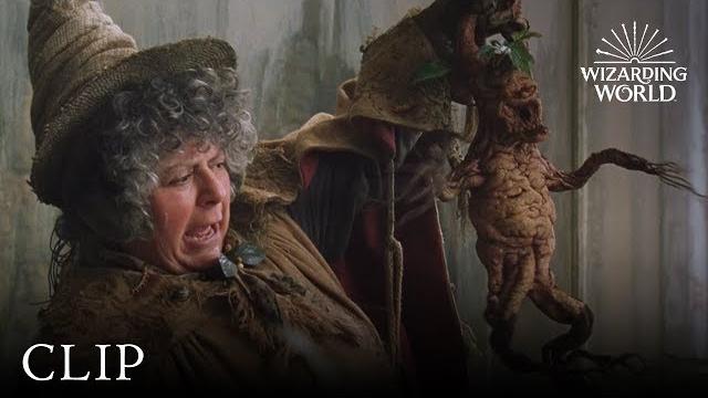 Mandrake potting | harry potter and the chamber of secrets Mandrake potting | harry potter and the chamber of secrets