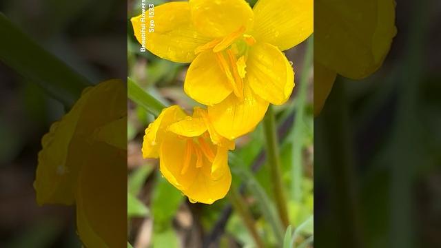 Beautiful rain lili flowers || home gardening | #flowers #youtubeshorts #trendingshorts #shorts Beautiful rain lili flowers || home gardening | #flowers #youtubeshorts #trendingshorts #shorts