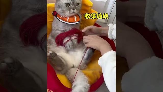 Taking on tangled yarn? fret not! meet huanhuan, the multitasking cat with 999 ways to help!... Taking on tangled yarn? fret not! meet huanhuan, the multitasking cat with 999 ways to help!...