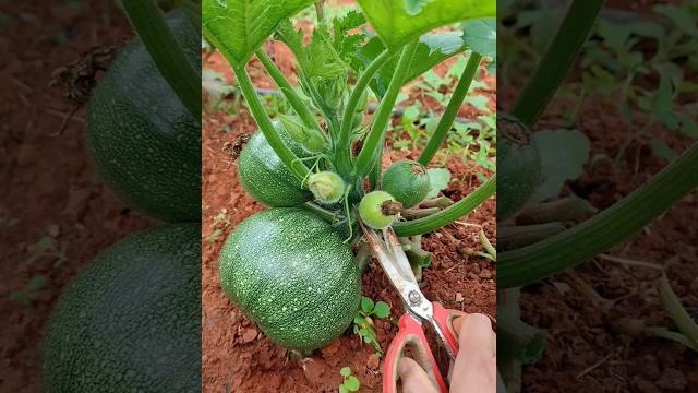 Beibei pumpkin #agriculture #farmer #harvest#shorts Beibei pumpkin #agriculture #farmer #harvest#shorts