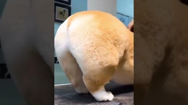 柯基犬的蜜桃美臀屁屁 |#shorts 柯基犬的蜜桃美臀屁屁 |#shorts