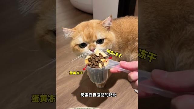 #萌节开启萌主登场 #双11百大萌主 #一花一个新世界 #网易天成猫粮#社恐猫 #萌节开启萌主登场 #双11百大萌主 #一花一个新世界 #网易天成猫粮#社恐猫