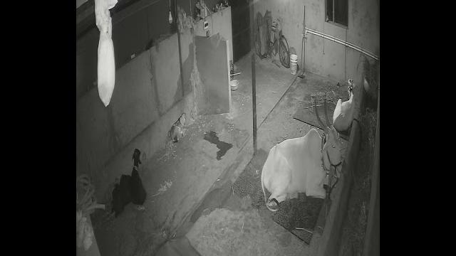 Cctv camera for animal shade in night vision Cctv camera for animal shade in night vision