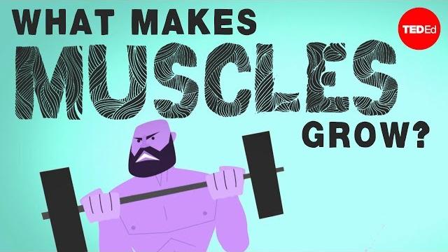 What makes muscles grow? - jeffrey siegel What makes muscles grow? - jeffrey siegel