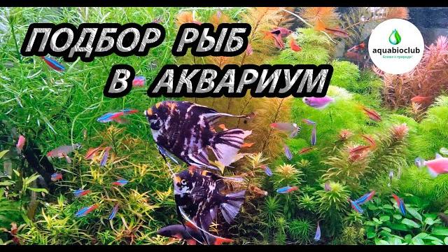 Подбор рыб в аквариум на моем примере. Подбор рыб в аквариум на моем примере.