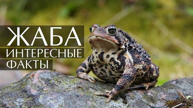 Жаба - интересные факты Жаба - интересные факты
