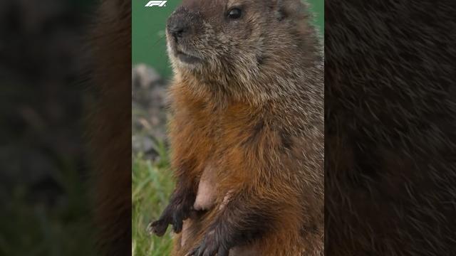 Groundhogs everywhere at the canadian grand prix Groundhogs everywhere at the canadian grand prix