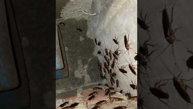Cockroach️ Cockroach️