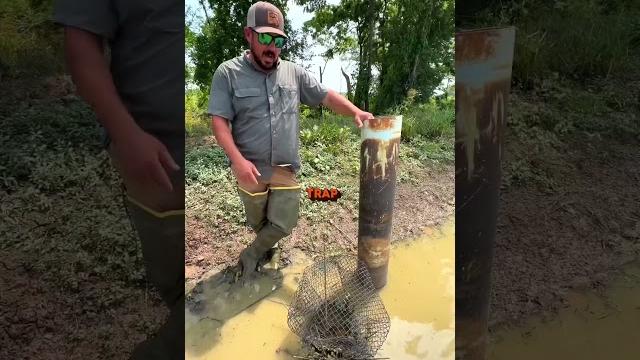 Crawfish farm hack #crawfish #louisiana #cajun Crawfish farm hack #crawfish #louisiana #cajun