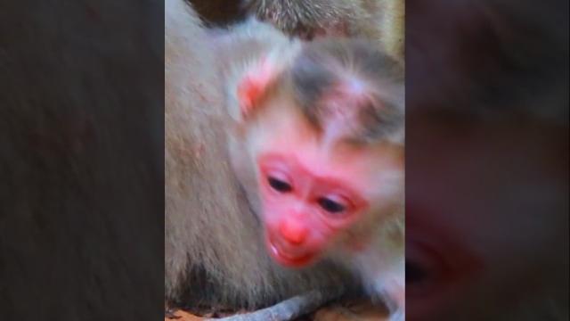 New baby monkey born New baby monkey born