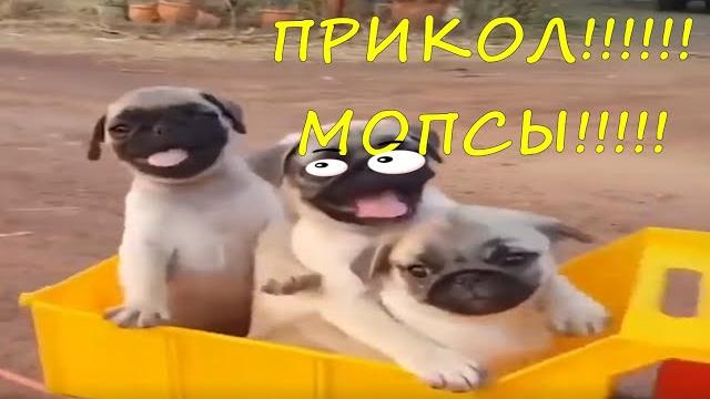 Мопсы приколы - прикольные мопсы Мопсы приколы - прикольные мопсы