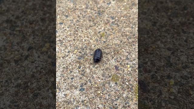 春天来了,虫子们也都出来了,一个想抓虫子的娃娃#toddlers #insects 春天来了,虫子们也都出来了,一个想抓虫子的娃娃#toddlers #insects