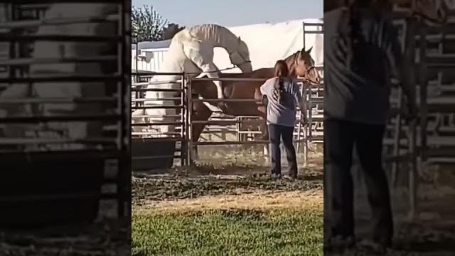 Horse breeding season - bad horse video #horsesex #shorts #horse #bad romance horse #horseworld Horse breeding season - bad horse video #horsesex #shorts #horse #bad romance horse #horseworld