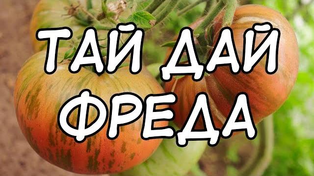 Сорт вкуснятина!!! томат тай дай фреда! Сорт вкуснятина!!! томат тай дай фреда!