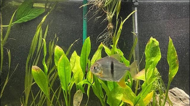 Amazon aquarium live - fantastic relax to the sounds of natural 90 gallons aquarium no music Amazon aquarium live - fantastic relax to the sounds of natural 90 gallons aquarium no music