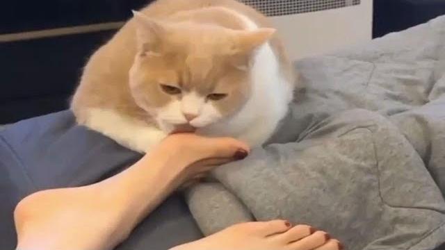你知道被猫咪舔脚有多难受嘛 你知道被猫咪舔脚有多难受嘛